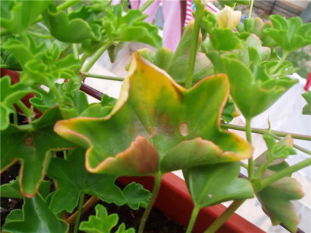 bolesne pelargonije
